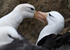 Black-browed Albatros