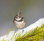 Crested Tit - Lophophanes cristatus