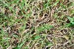 SBM_03632