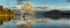 Wanaka lake Willow NZ