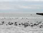 Dark-bellied Brent Geese