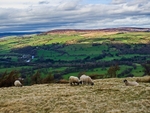 Beamsley Moor