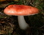 Brittlegill (unidentified species)