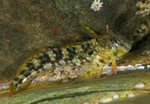Coryphoblennius galerita