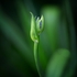 Young Agapanthus
