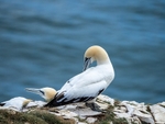 Gannet