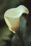 Zantedeschia 2