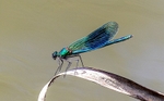 Beautiful Demoiselle