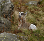 WELSH MOUNTAIN GOATS