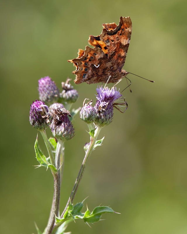 Comma - Dee Estuary