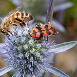 Checkered beetle (Trichodes alvearius) with honey bee (Apis mellifera)