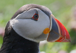 Puffin