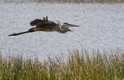 Great Blue Heron _0101