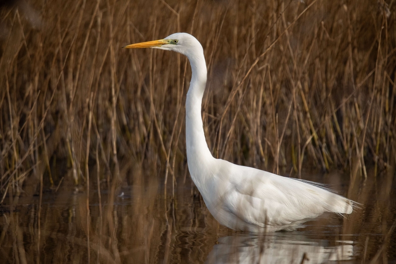 Great Egret - Leighton Moss RSPB reserve