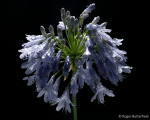 Agapanthus (05)