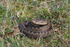 Adder basking in the Forest of Dean