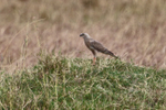Dark Chanting-goshawk portfolio