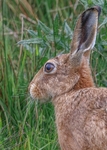 Brown Hare