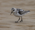 Sanderling