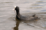 Coot