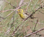 Serin
