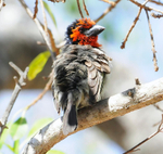 Black-collared Barbet