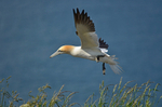 Gannet