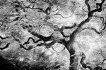 Sacred Tree
