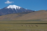 Tibetan Gazelles (procapra picticaudata) on the Tibetan Plateau