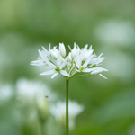 14th April Wild Garlic  Spider