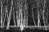 SPRING BIRCHES - BRUCE COUNTY