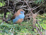 Red-cheeked Cordon-bleu portfolio