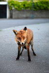 Urban Fox, Bristol _ UR080