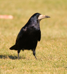 Rook