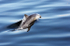 WDP002: Common dolphin