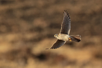 American Kestrel in flight, Torres del Paine, Chile