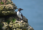Razorbill