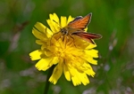 Small Skipper