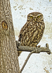 Little Owl