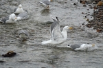 Herring Gulls