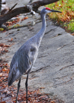 Sandhill Crane