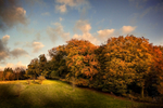 Beech Trees