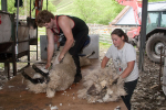 Shearing at Glenwhargen Farm portfolio