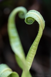 Hart's Tongue Heart