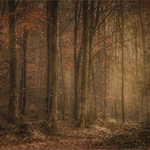Gold-Digital-Jan Sullivan-Autumn Colours