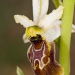 Tyrhennian Ophrys (Ophrys tyrrhena)
