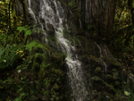 Cedar Tree and Waterfall