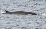 Rorqual commun