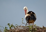 White Stork