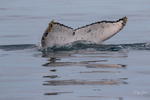 Disappearing Fluke 1